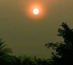 soleil dans le ciel avec des arbres en dessous