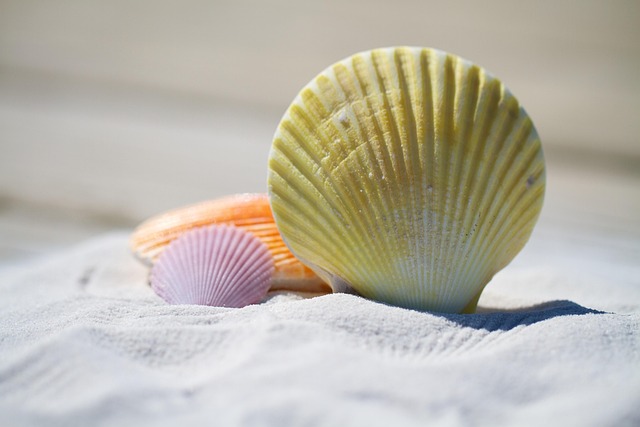 Coquillages