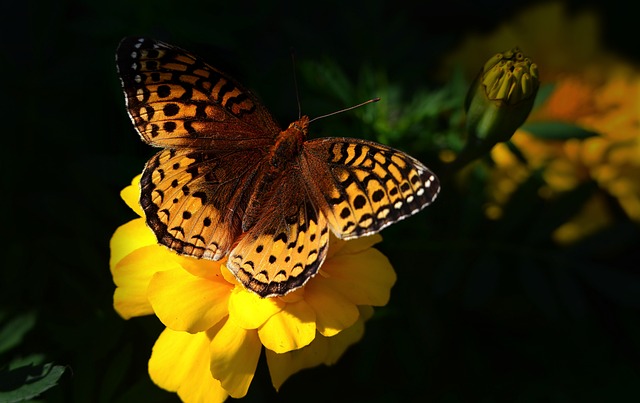 papillon sur une fleur jaune