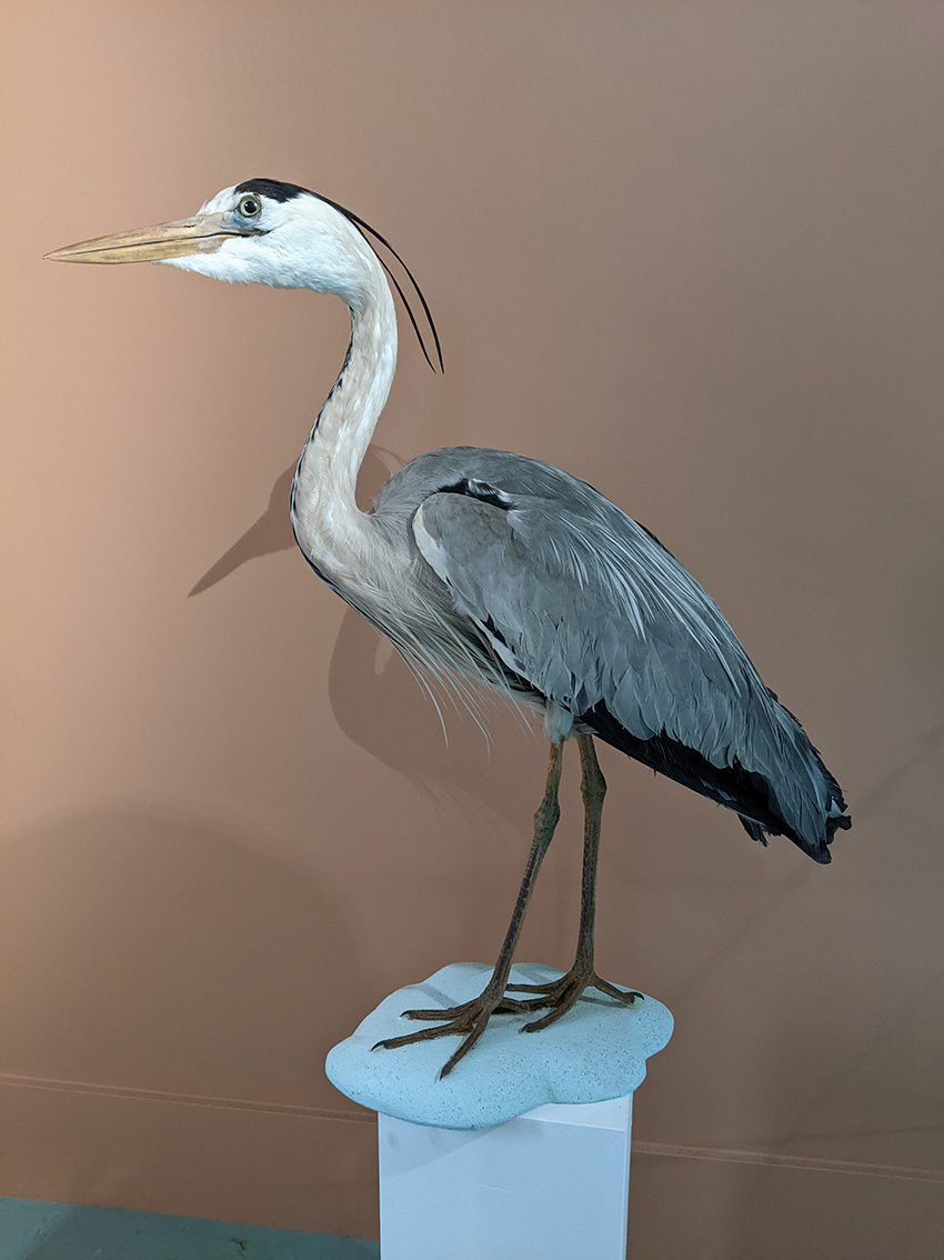 visuel heron