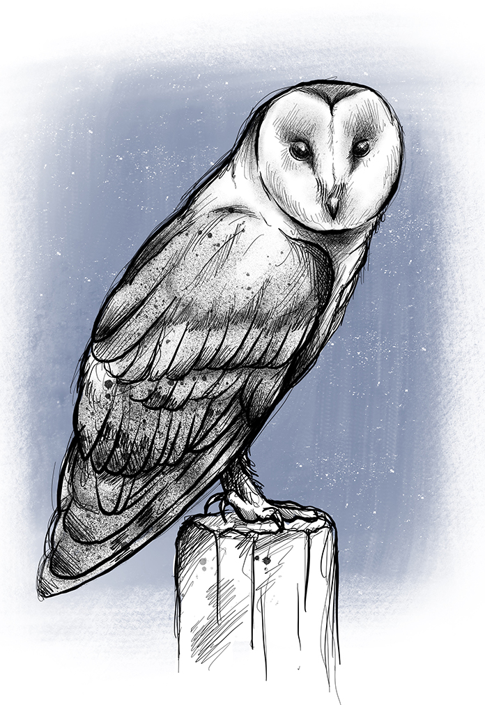 découvrir les oiseaux