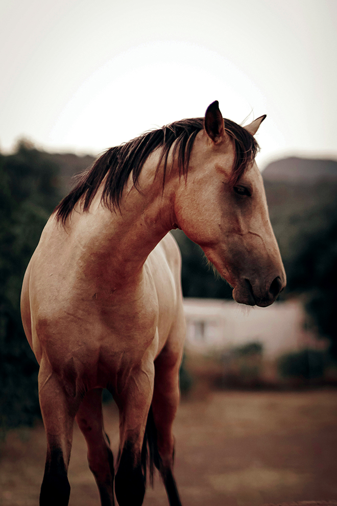 chevaux
