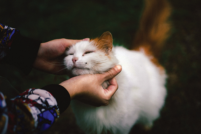 droit des animaux 
